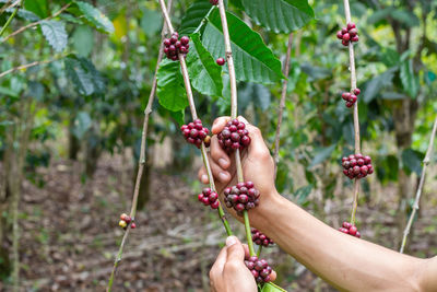 Close-up of hand holding fruits growing on tree