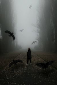 Ravens flying around woman standing on street during foggy morning