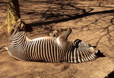 Zebra lying on ground at forest