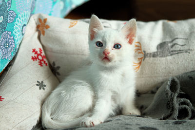 Close-up of white kitten sitting on sofa at home