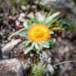 Close-up of yellow flower blooming on field