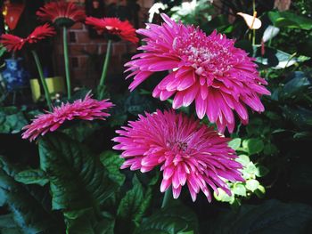 Close-up of pink flower