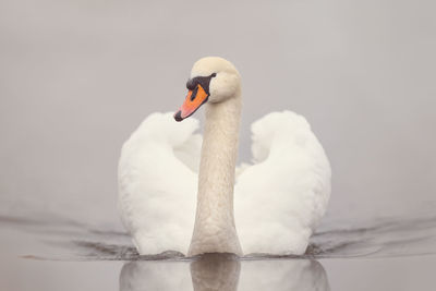 Close-up of swan swimming in lake