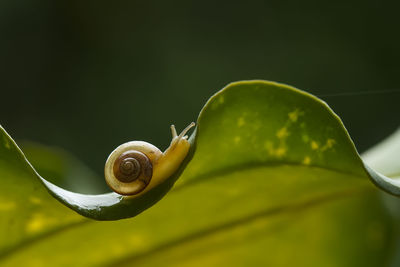 Snail on green leaf