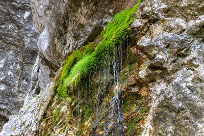 Low angle view of moss growing on rock