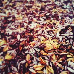 Full frame shot of autumn leaves