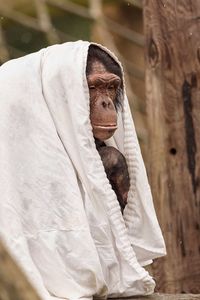 Close-up of chimpanzee