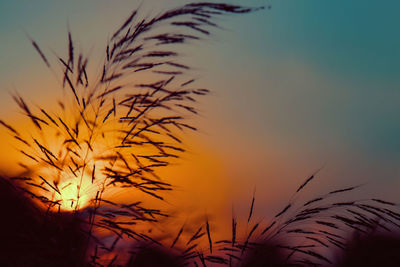 Low angle view of firework display at sunset