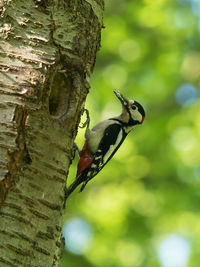 Close-up of bird perching on tree trunk