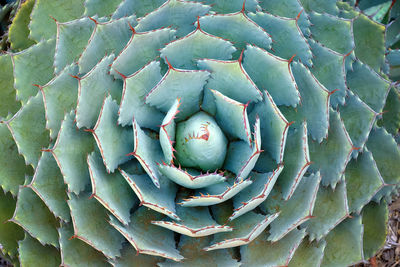 Full frame shot of cactus