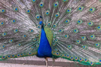 Close-up portrait of peacock