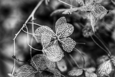 Close-up of dried plant