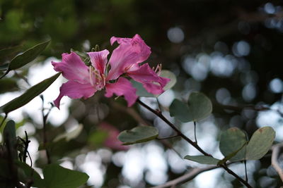 Close-up of pink flowers blooming on tree