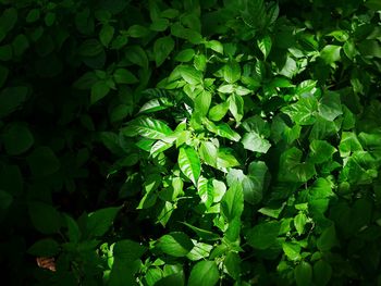 Close-up of fresh green plants