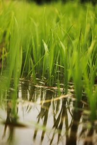 Close-up of grass on field by lake