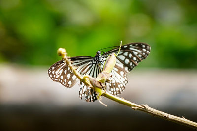 Close-up of butterfly pollinating flower