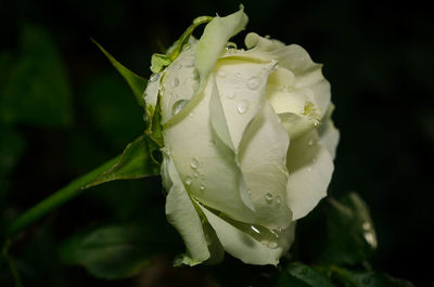 Close-up of water drops on flower