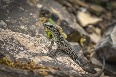 The common wall lizard bathing on a piece of rock, photo taken in germany near the city of osnabruck