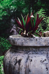 Close-up of plant