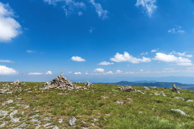 Plants growing on land against sky