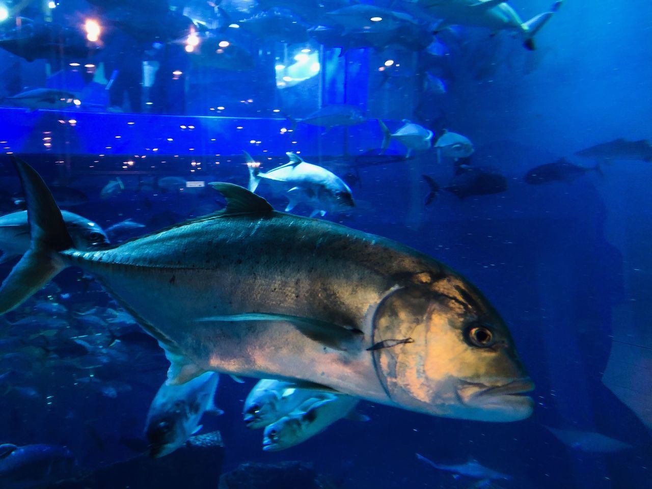 FISH SWIMMING UNDERWATER