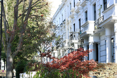 Trees and plants growing by building