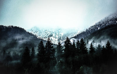 Close-up of trees against sky