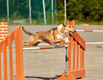 Side view of a dog running