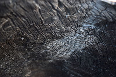 Full frame shot of wooden log