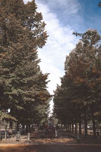 Trees against sky