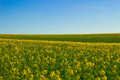 Scenic view of oilseed rape field against clear sky