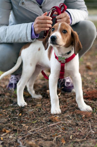 Beautiful white and brown puppy with a red leash standing with his human couching behind him