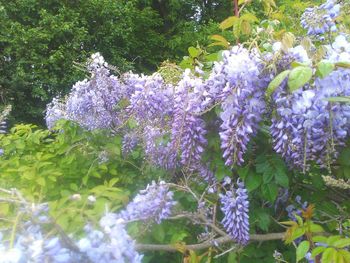 Close-up of purple flowers