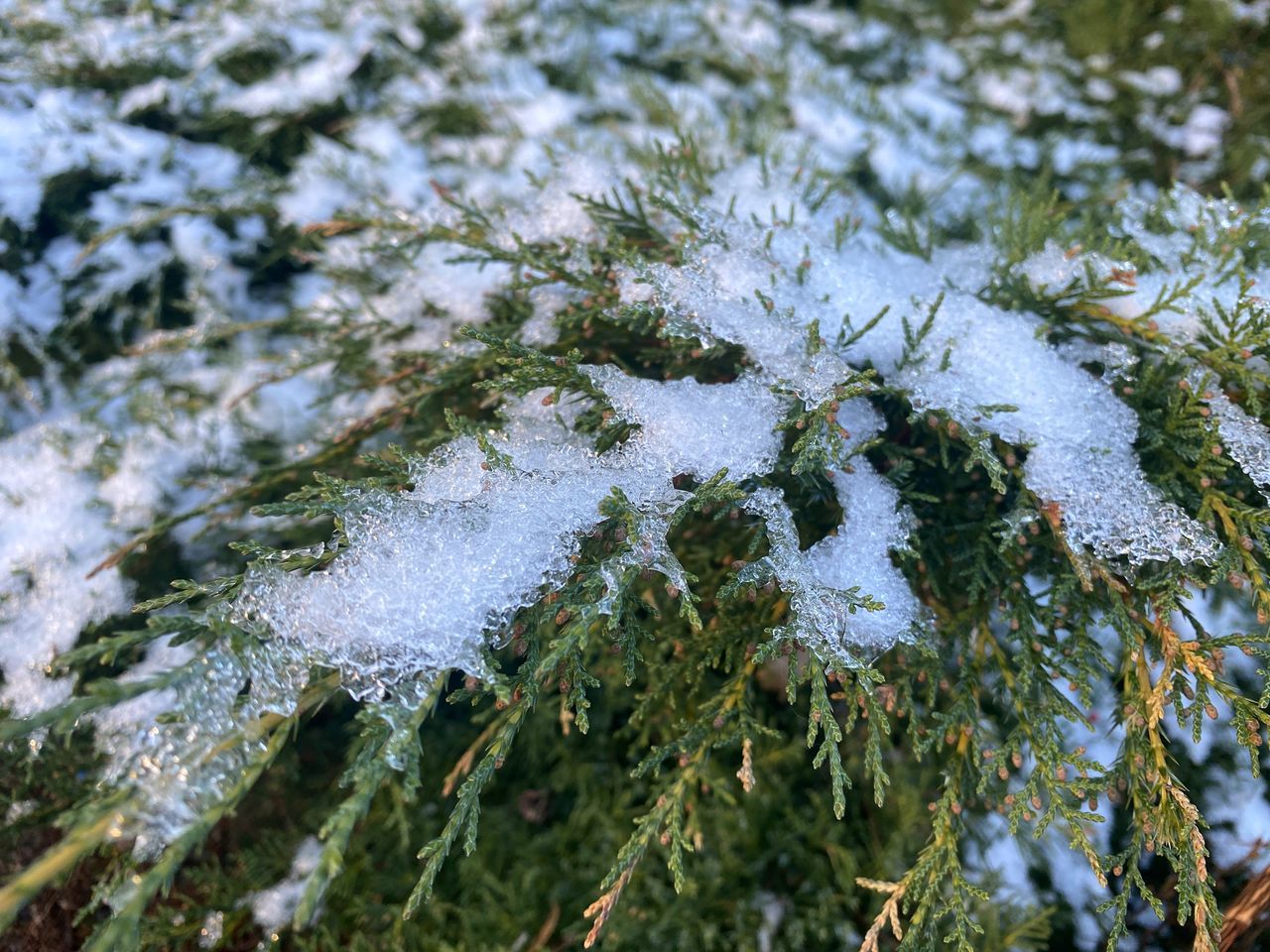 frost, tree, nature, plant, leaf, cold temperature, snow, branch, winter, no people, day, beauty in nature, growth, green, water, frozen, close-up, flower, tranquility, outdoors, forest, high angle view, covering, ice, focus on foreground, land, spruce, coniferous tree, moss, plant part, fir