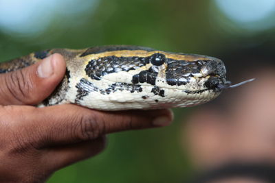 Close-up of hand holding python snake