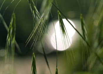 Close-up of plants against blurred background