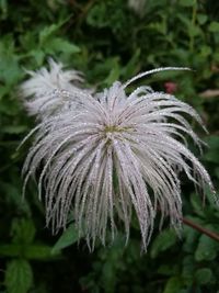 Close-up of flower against blurred background