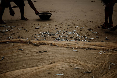 Low section of man standing by fish at beach