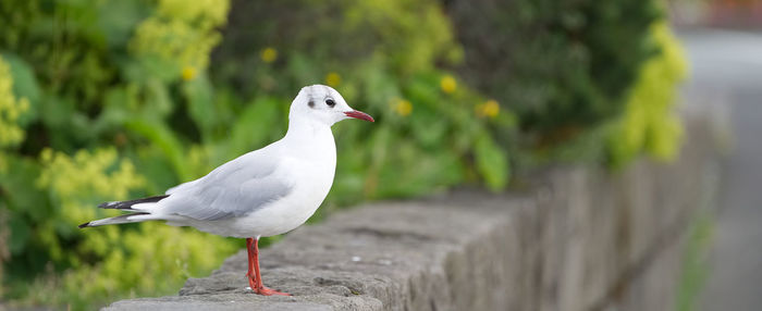 Close-up of seagull