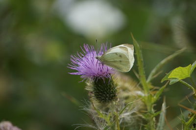Close-up of butterfly pollinating on purple flower