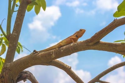 Low angle view of lizard on tree against sky