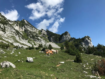 View of cows on mountain against sky