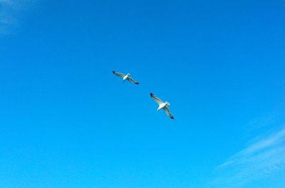 Low angle view of birds flying against clear blue sky