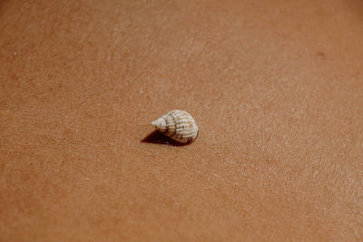 Close-up of seashell on sand