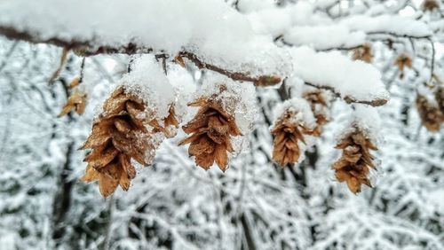 Close-up of snow covered plant