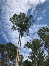 Low angle view of trees against sky