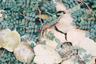 High angle view of leaves on field