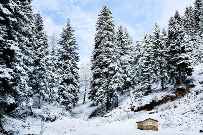 Snow covered trees on mountain against sky