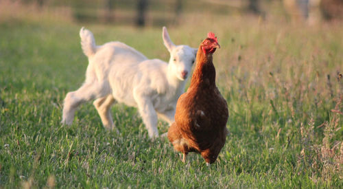 Two dogs running on grassy field