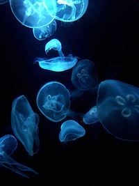 Jellyfishes swimming underwater
